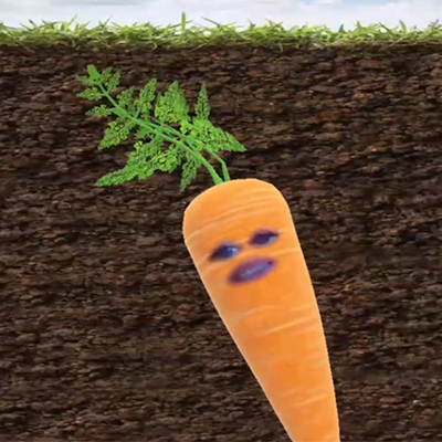 carrot